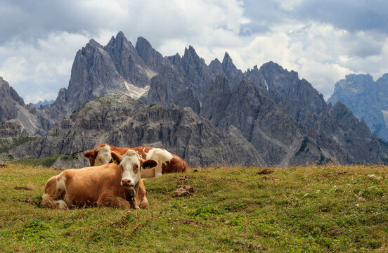 Cows in the mountains