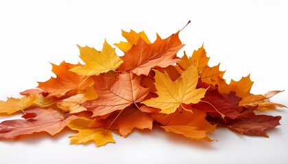 Pile of autumn maple colored leaves isolated on white background