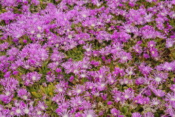 Fototapeta premium Disphyma crassifolium (L.) L.Bolus, Purple Dewplant, Ibiza, Cala Comte, Spain, Balearic Islands, plants, flowers