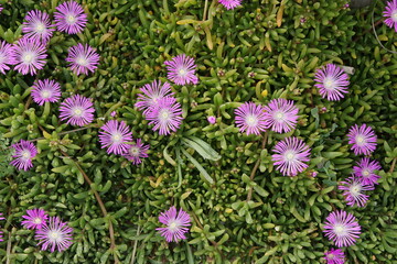 Fototapeta premium Disphyma crassifolium (L.) L.Bolus, Purple Dewplant, Ibiza, Cala Comte, Spain, Balearic Islands, plants, flowers