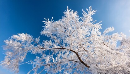 frosty branch against the blue sky