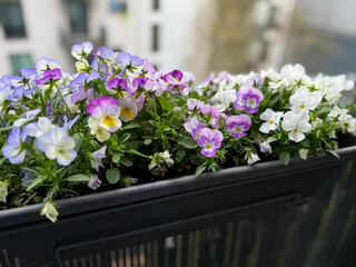 Beautiful blooming pink purple and blue Viola Cornuta pansy flowers in decorative flower pot in balcony terrace garden close up