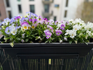Beautiful blooming pink purple and blue Viola Cornuta pansy flowers in decorative flower pot in balcony terrace garden close up