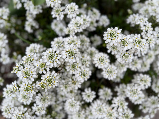 White blooming Iberis sempervirens evergreen perennial decorative garden flowers close up