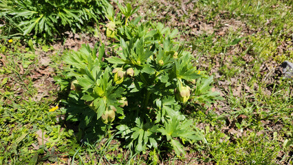 Burst flower (Helleborus vesicarius), (