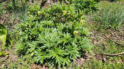 Burst flower (Helleborus vesicarius), (