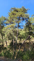 Red pine (Pinus brutia) undeniably dominates Turkey's Eastern Mediterranean, beautifully adorning its coastal forests.