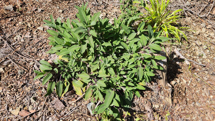 Growing at 900m in the Amanos Mountains by a red pine forest road, it's likely Salvia fruticosa (Greek sage).
