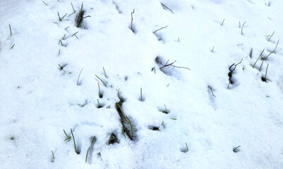 Even beneath winter's last snow, resilient grasses push through, reaching for the light.