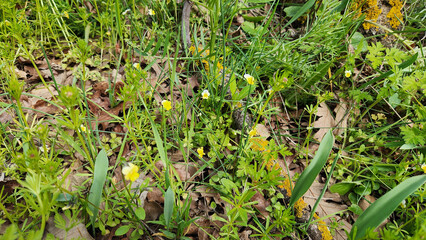 Modest violet (Viola modesta) is a delicate, low-growing perennial known for its small, often white or pale yellow flowers.