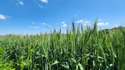 Under the warm embrace of a Mediterranean April sun, wheat heads mature gracefully, heralding the...