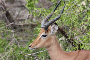 impala in the wild
