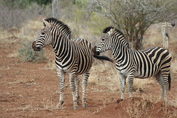 zebras in africa