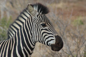 zebra close up