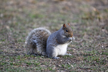 squirrel in the park