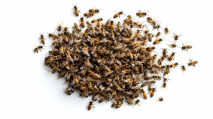 Cluster Of Honeybees On White Background