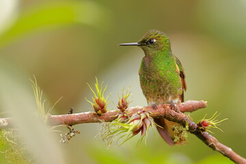 Buff tailed coronet, Boissonneaua flavescens, Ecuador