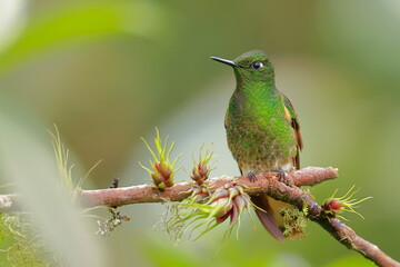 Buff tailed coronet, Boissonneaua flavescens, Ecuador