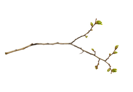 Closeup of first spring shoots on a empty branch isolated on white or transparent background