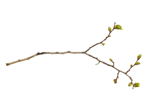 Closeup of first spring shoots on a empty branch isolated on white or transparent background