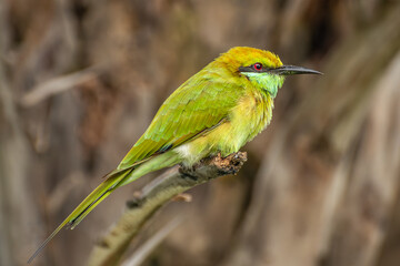 The little green bee-eater, Keoladeo Ghana National Park, Rajasthan India.