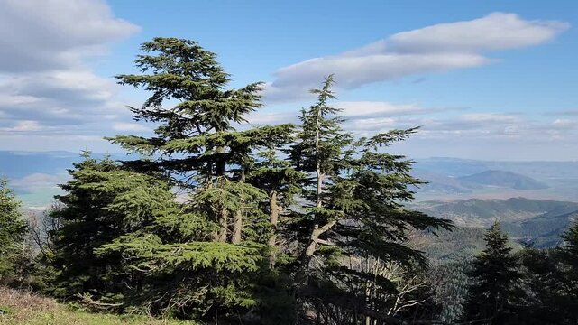 Towering near Amanos peaks, Lebanon cedar trees (Cedrus libani), legendary in ancient Gilgamesh epics, present a majestic sight.