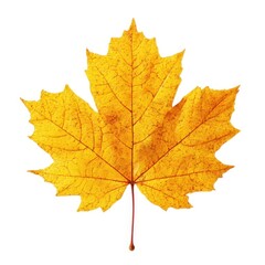 Fototapeta premium Vibrant yellow maple leaf isolated on white background, autumn foliage with detailed veins, golden fall leaf for seasonal design and nature decor
