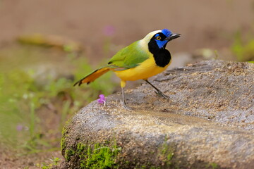 nca green jay, Cyanocorax yncas, Ecuador
