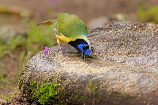 nca green jay, Cyanocorax yncas, Ecuador