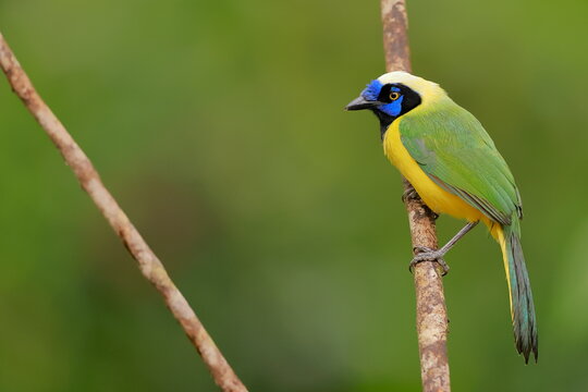nca green jay, Cyanocorax yncas, Ecuador