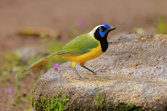 nca green jay, Cyanocorax yncas, Ecuador