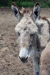 Close up of a white burro.