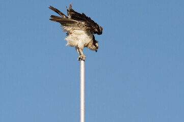 Osprey eagle balancing on pole