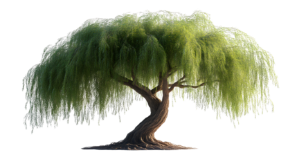 Weeping Tree Lush Foliage Isolated Digital Render Nature Scene Green Leaves Botany 3D Il