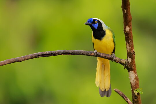nca green jay, Cyanocorax yncas, Ecuador