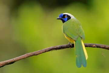 nca green jay, Cyanocorax yncas, Ecuador