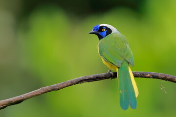 nca green jay, Cyanocorax yncas, Ecuador