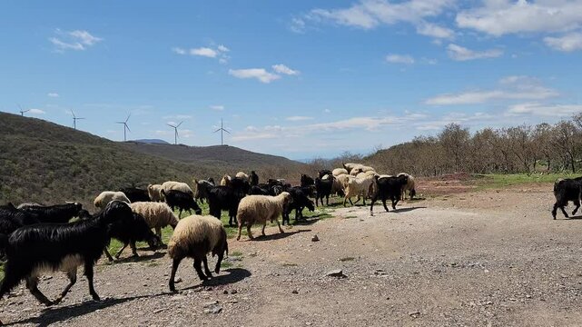 A mixed flock of local black goats and Awassi sheep breeds heading to pastures in the Amanus Mountains.