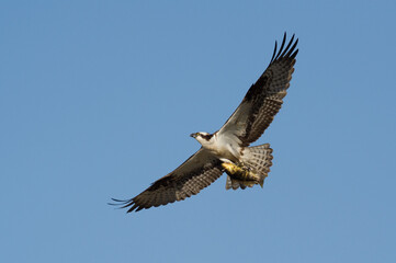 Fototapeta premium Osprey eagle flying in blue sky with fish prey