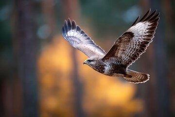 Fototapeta premium Buzzard Soaring Mid-flight with Impressive Wingspan in Woodland Nature Scene