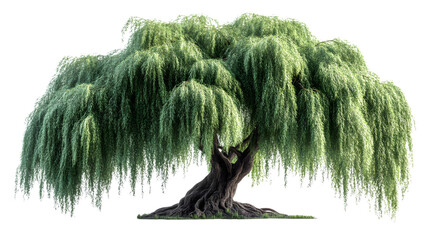 Weeping Willow Tree Lush Green Foliage Isolated on Black Background