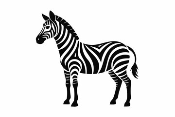 Obraz premium zebra isolated on white background