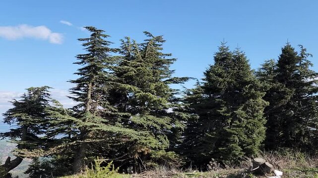 Unbowed and blue-kissed, the Cilician fir (Abies cilicica) and Taurus cedar (Cedrus libani), known as the mountain monarchs.
