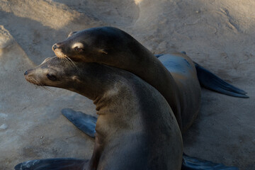 Sea Lions playing on the beach of La Jolla