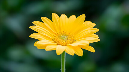 Fototapeta premium Close Up Of A Vibrant Yellow Flower