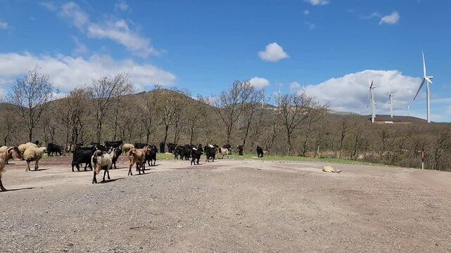 A mixed flock of local black goats and Awassi sheep breeds heading to pastures in the Amanus Mountains.
