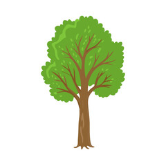 Tree: The Natural Giant and Oxygen Provider