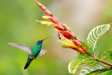 Sparkling violetear (Colibri coruscans) Ecuador