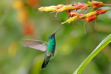 Sparkling violetear (Colibri coruscans) Ecuador