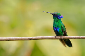 Sparkling violetear (Colibri coruscans) Ecuador